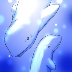 �V���C���J